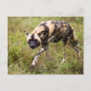 Zoek naar afrikaanse wilde hond briefkaarten Dier