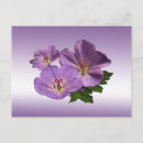Zoek naar geranium briefkaarten Botanisch