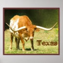 Zoek naar ossen posters Longhorn