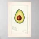 Zoek naar avocado kunst Illustratie