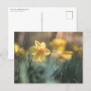 Zoek naar gele narcissen briefkaarten Bloemfotografie