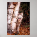 Zoek naar grijze wolf posters Wild