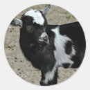 Zoek naar witte geit stickers Babygoat
