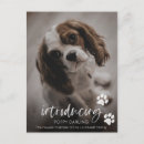 Zoek naar doge briefkaarten Hond