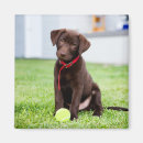 Zoek naar tennisbal magneten Puppy