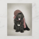 Zoek naar newfoundland dog briefkaarten Puppy