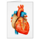 Zoek naar aorta briefkaarten Hart