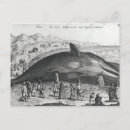 Zoek naar baleine Nieuwsgierigheid