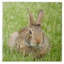 Zoek naar rabbit tegels Wild