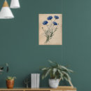 Zoek naar korenbloem posters Blauwe bloem