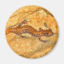 Zoek naar salamander magneten Dieren