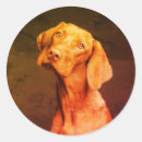 Zoek naar vizsla hond stickers Hongaarse aanwijzer