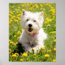 Zoek naar westie kunst Puppy