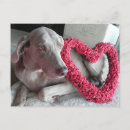 Zoek naar weimaraner briefkaarten Hond