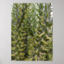 Zoek naar stekel posters Cactus