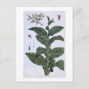 Zoek naar tabak posters 1731 1807