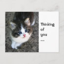 Zoek naar katten redding briefkaarten Foto