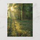 Zoek naar eik briefkaarten Zonsopgang