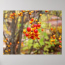 Zoek naar bitterzoet posters Bessen