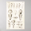 Zoek naar mossel posters Vintage