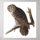 Zoek naar grote grijze uil posters Groot