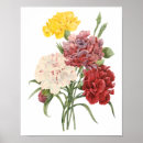 Zoek naar dianthus posters Natuur