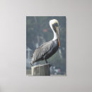 Zoek naar bruine pelikaan posters Zee vogel