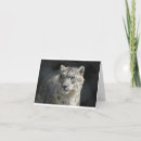 Zoek naar sneeuw luipaard kaarten Kat