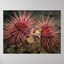 Zoek naar finse posters Rood