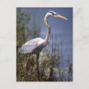 Zoek naar reiger briefkaarten Grote blauwe reiger