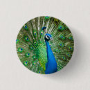 Zoek naar pauw buttons Blauw
