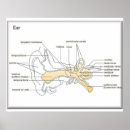 Zoek naar biologie diagram posters Onderwijs