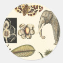 Zoek naar achtergronden stickers Vlinder