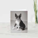 Zoek naar boston terriers kaarten Terriër