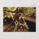Zoek naar sepia bloemen briefkaarten Roos