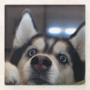 Zoek naar puppy fotografie Grappig