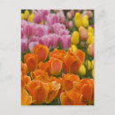 Zoek naar keukenhof briefkaarten Bloem