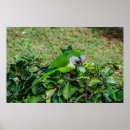 Zoek naar groene papegaai posters Quaker
