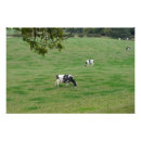 Zoek naar zuivelfabrieken posters Boerderij