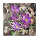 Zoek naar krokus Bloei