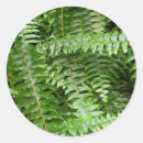 Zoek naar varenblad stickers Groen