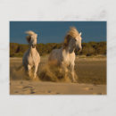 Zoek naar witte paarden briefkaarten Wit paard