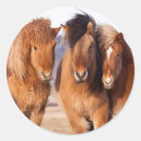 Zoek naar ijslandse paarden stickers Superstock