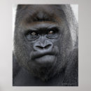 Zoek naar gorilla hoofd posters Dier