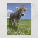 Zoek naar beiers briefkaarten Natuur