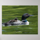 Zoek naar duiker posters Dier