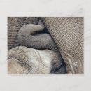 Zoek naar nursing briefkaarten Borstvoeding