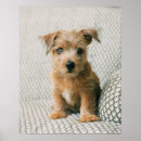 Zoek naar babydieren posters Hond