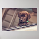Zoek naar schattige honden posters Labrador rekker