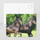 Zoek naar samenwerken briefkaarten Paarden